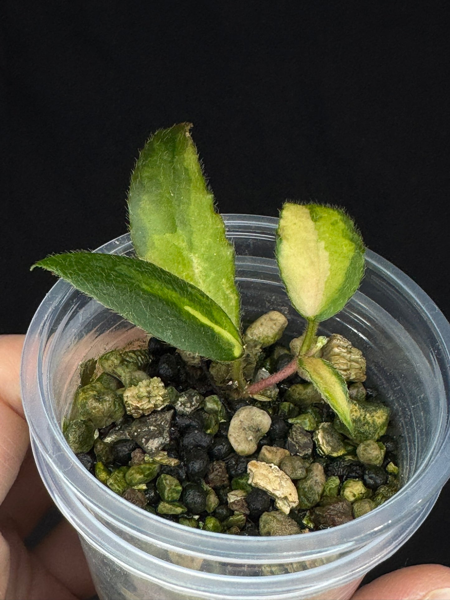 UNICORN🦄! Hoya caudata variegated, neon sunstressed variegation color, super rare (Upgrade Shipping is recommended)
