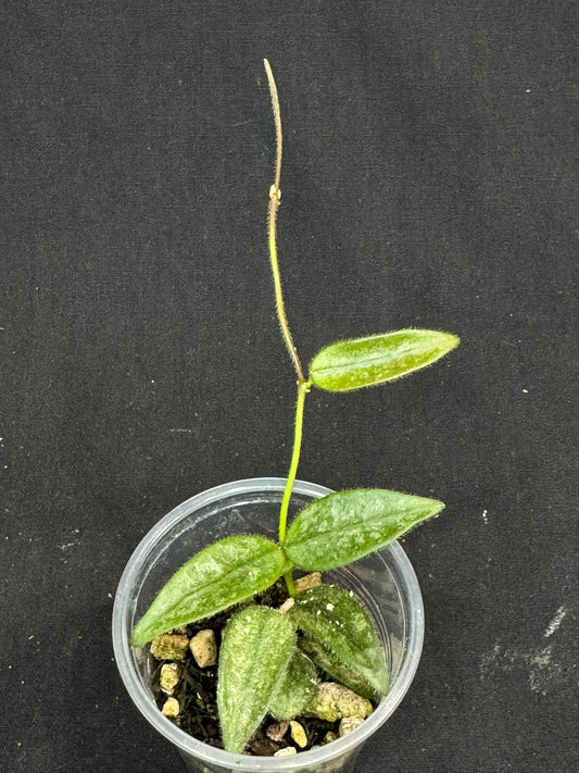 Hoya Lyi Splash, attracting splashy furry leaves, rare hoya