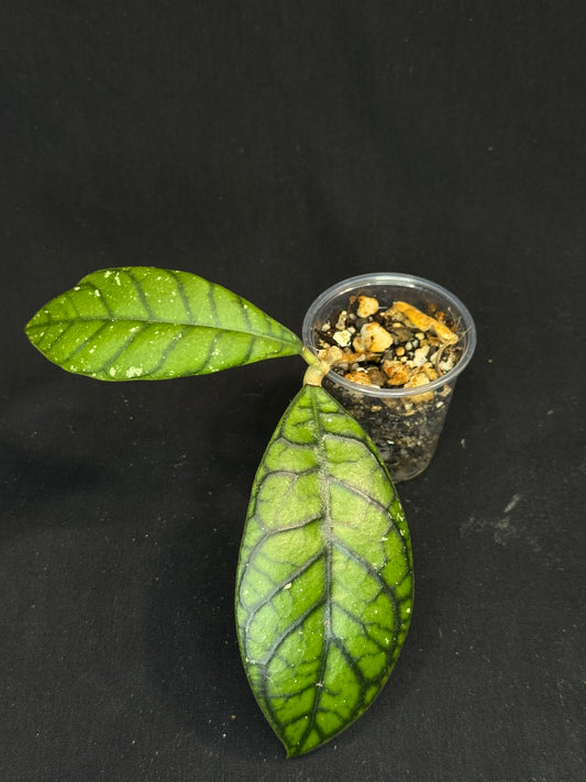 Hoya callistophylla 'Vena', beautiful foliage and venation