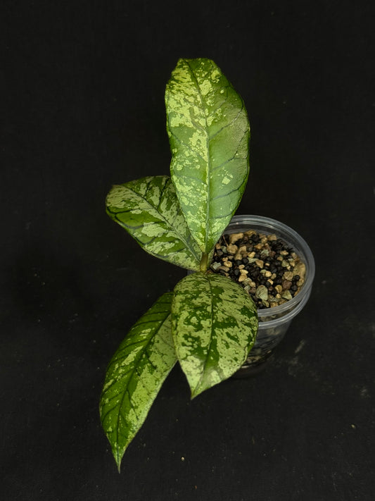 Hoya gunung gading ghost GGG, nice veins and splashy/silvery leaves