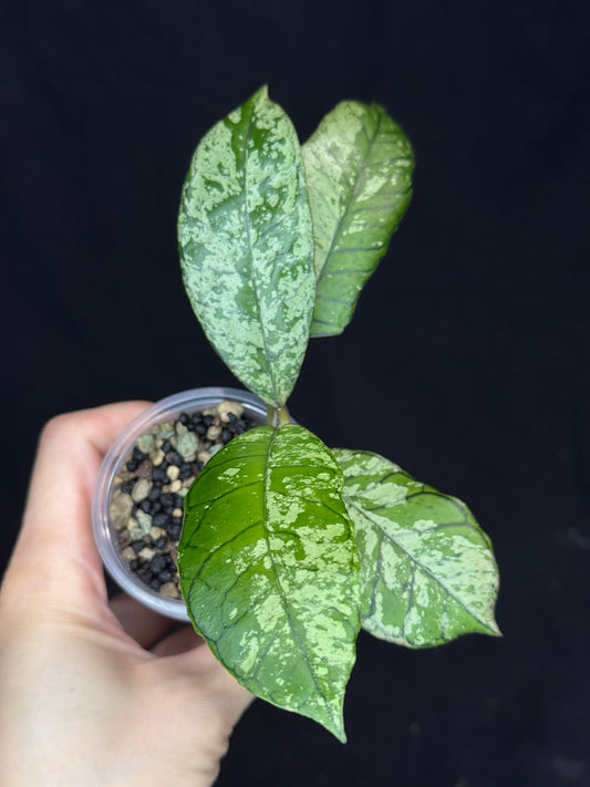 Hoya gunung gading ghost GGG, nice veins and splashy/silvery leaves