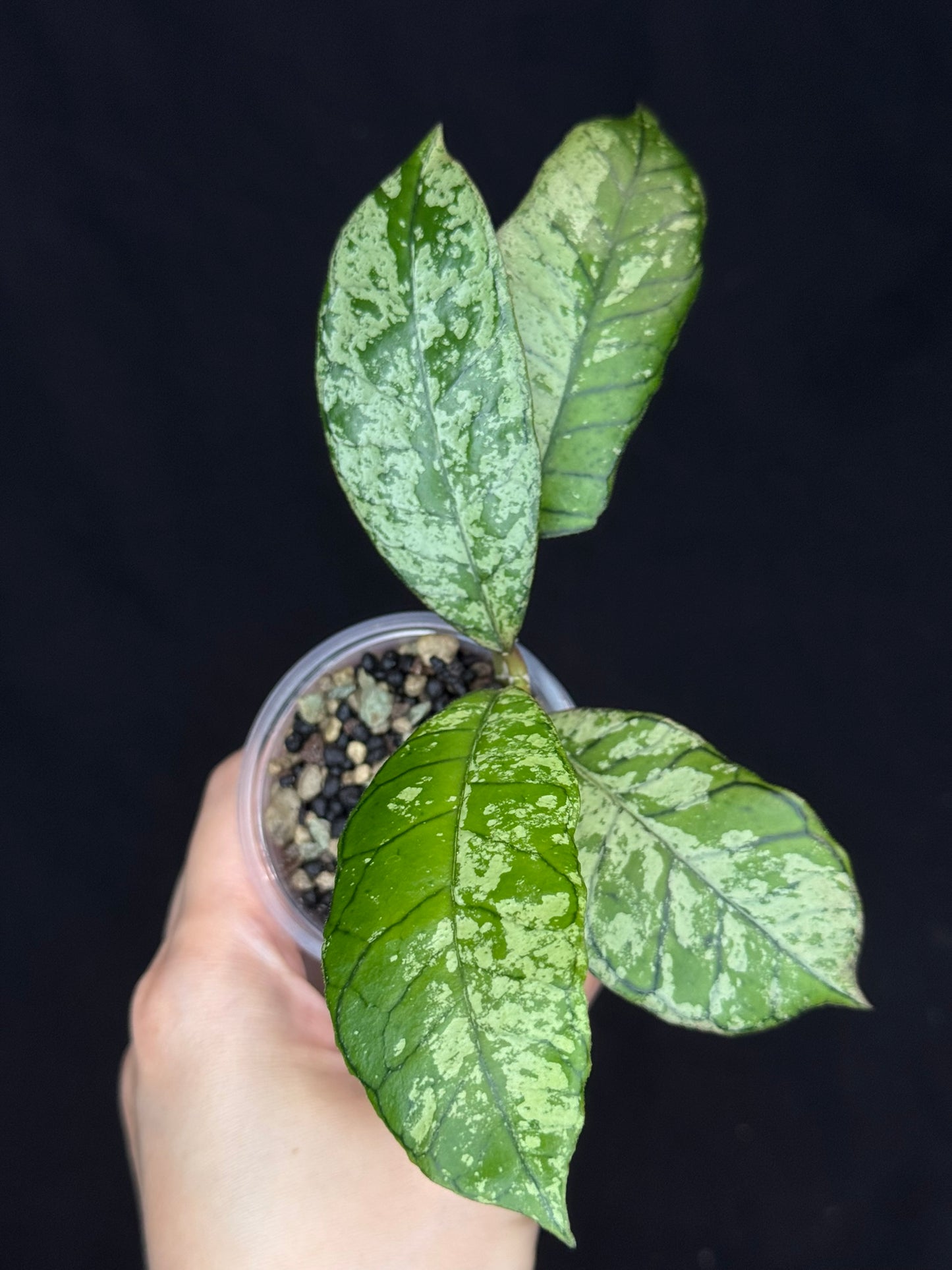 Hoya gunung gading ghost GGG, nice veins and splashy/silvery leaves
