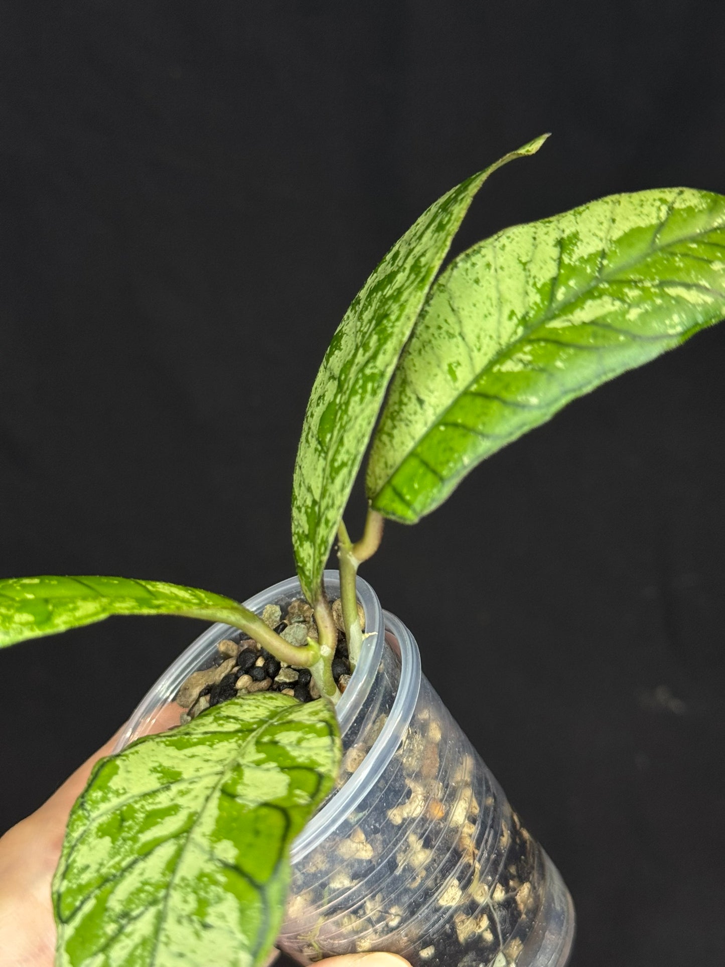 Hoya gunung gading ghost GGG, nice veins and splashy/silvery leaves