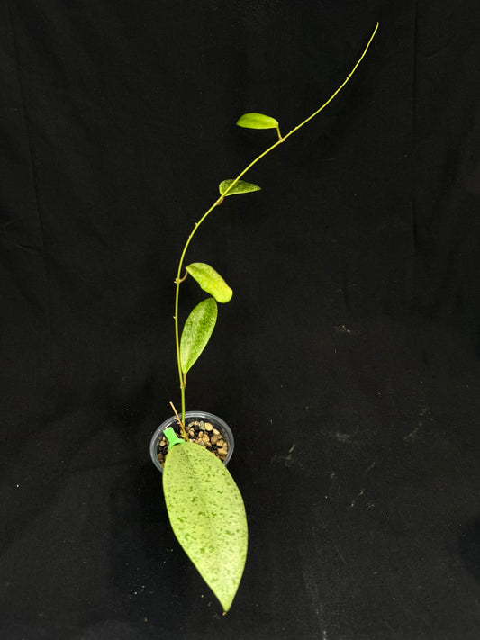 Hoya jita Silver, silvery leaves, rare hoya
