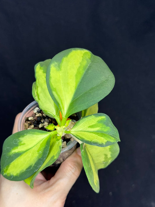 Hoya pachyclada variegata (inner), nice variegation