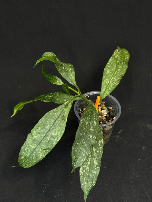 Hoya Multiflora Splash(Europe), rare, big leaves