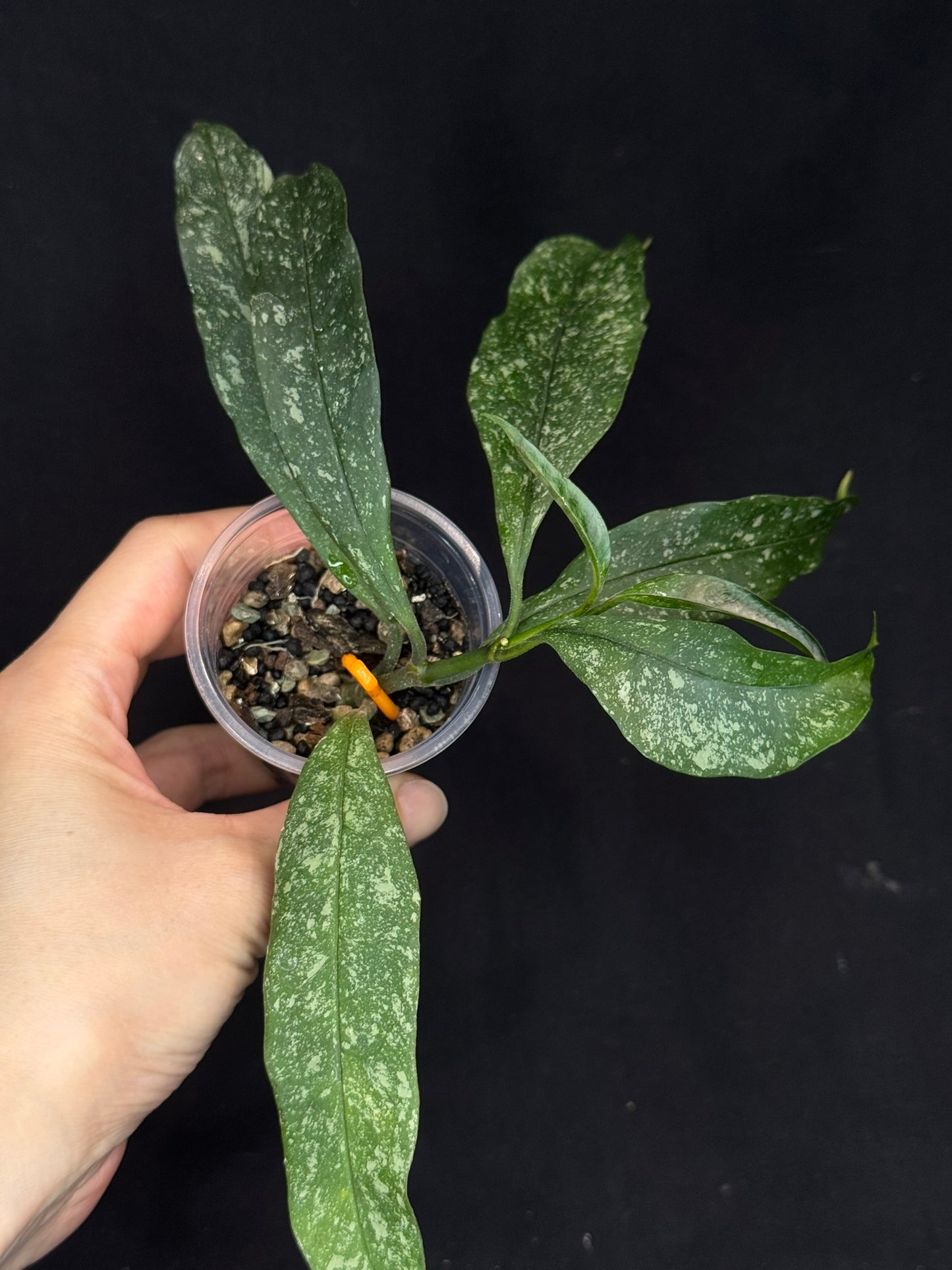 Hoya Multiflora Splash(Europe), rare, big leaves