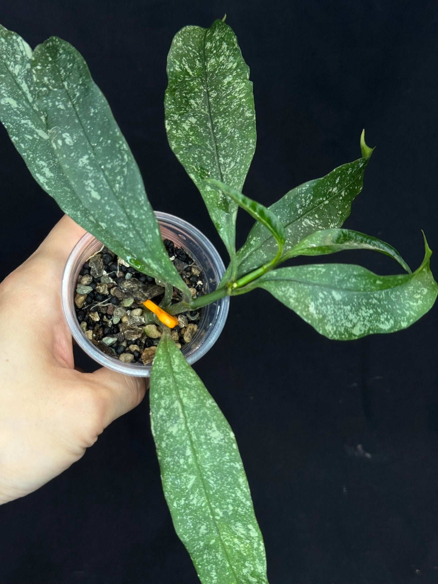 Hoya Multiflora Splash(Europe), rare, big leaves