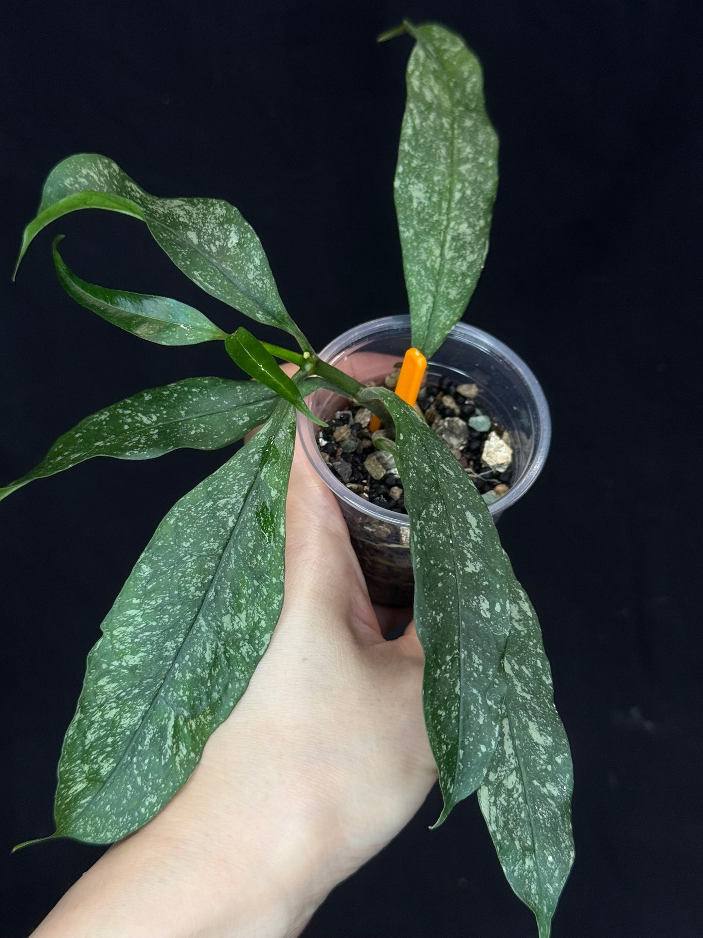 Hoya Multiflora Splash(Europe), rare, big leaves