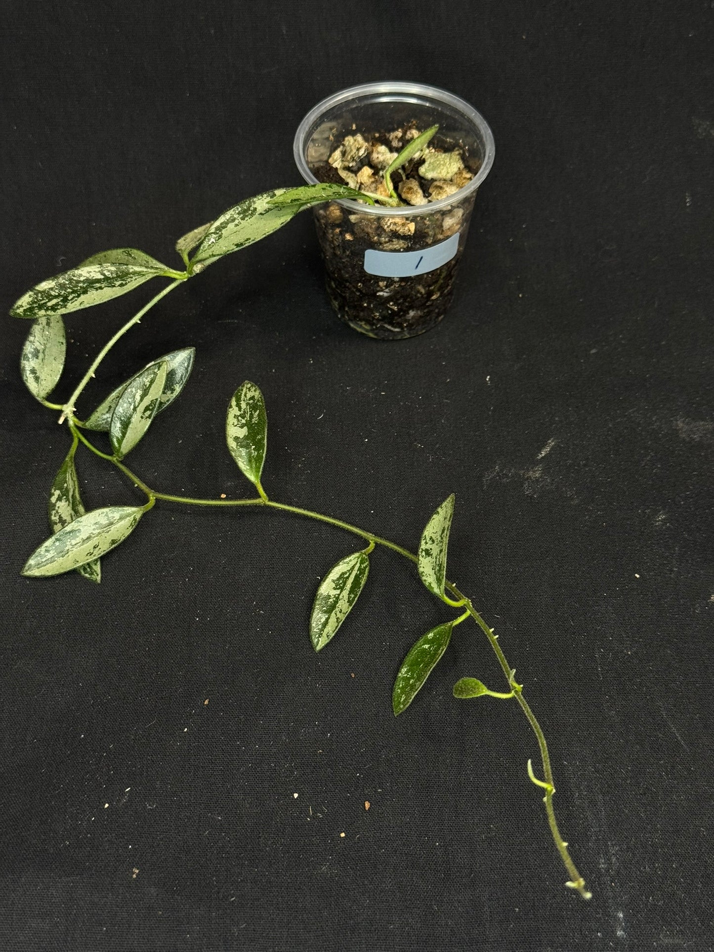 Hoya Lima Silver (#1), attracting small silver long leaves, rare hoya