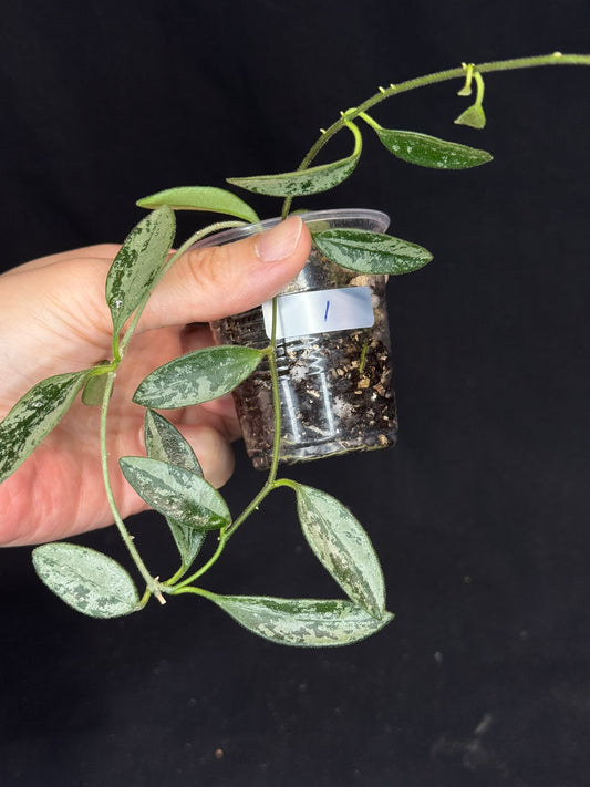 Hoya Lima Silver (#1), attracting small silver long leaves, rare hoya