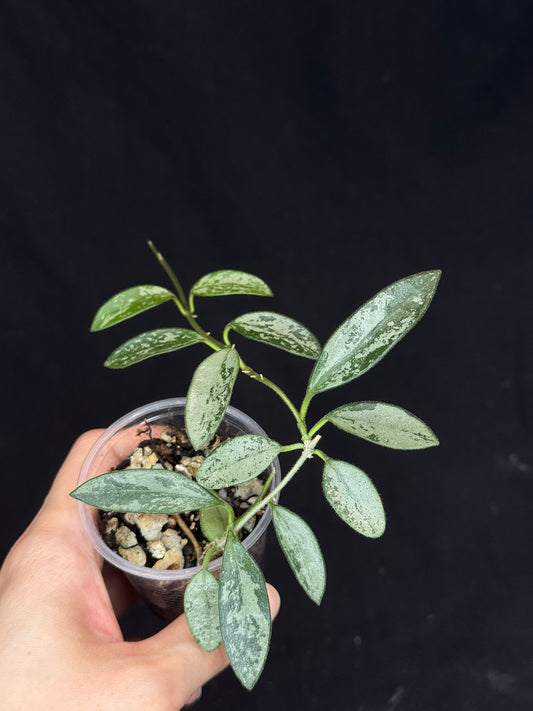 Hoya Lima Silver (#2), attracting small silver long leaves, rare hoya