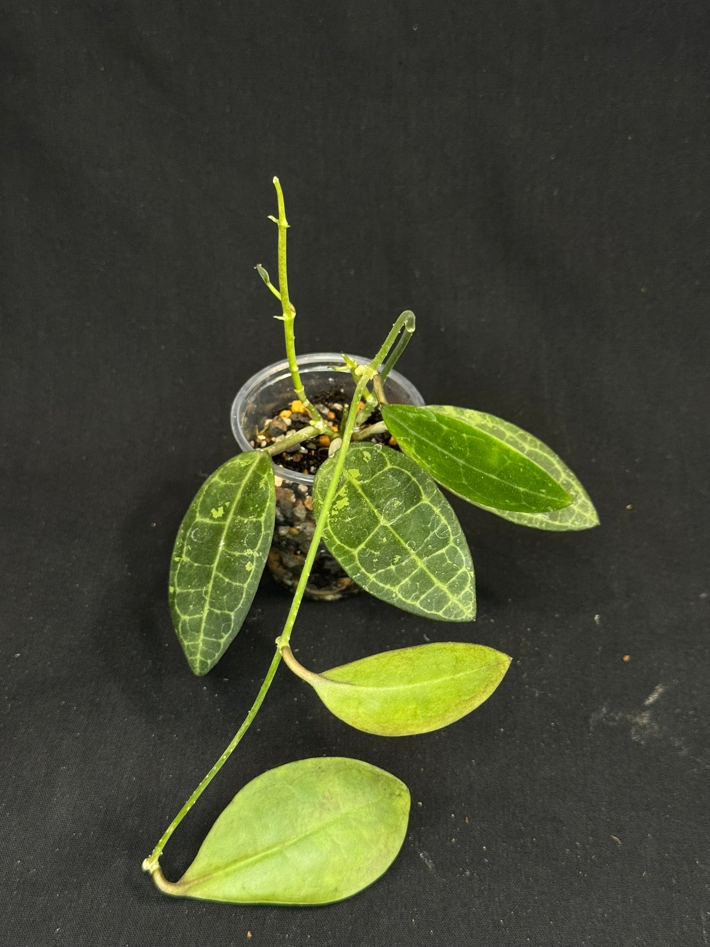 Hoya elliptica splash, splashy leaves and multiple growths