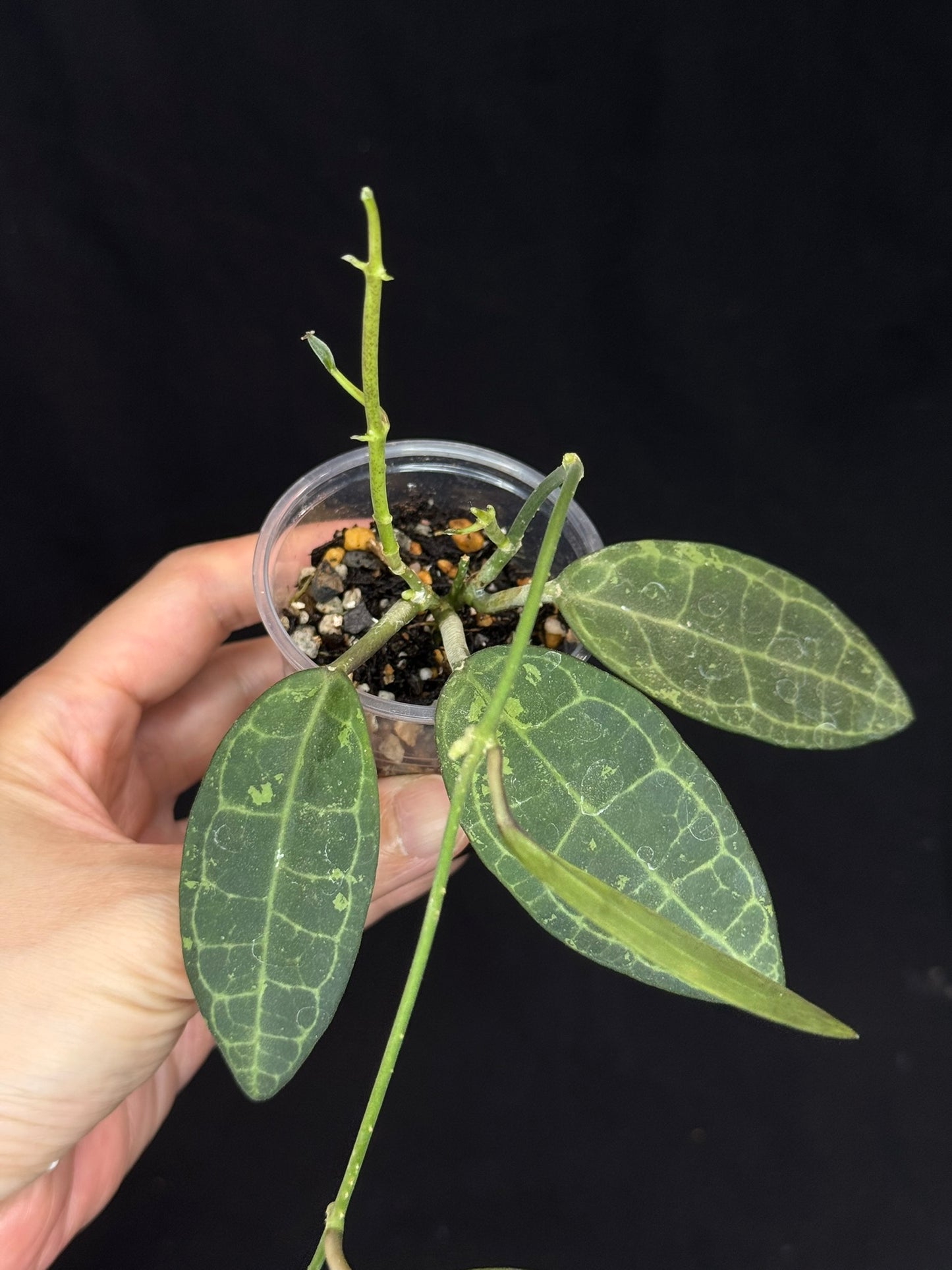 Hoya elliptica splash, splashy leaves and multiple growths