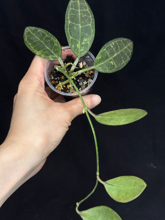 Hoya elliptica splash, splashy leaves and multiple growths