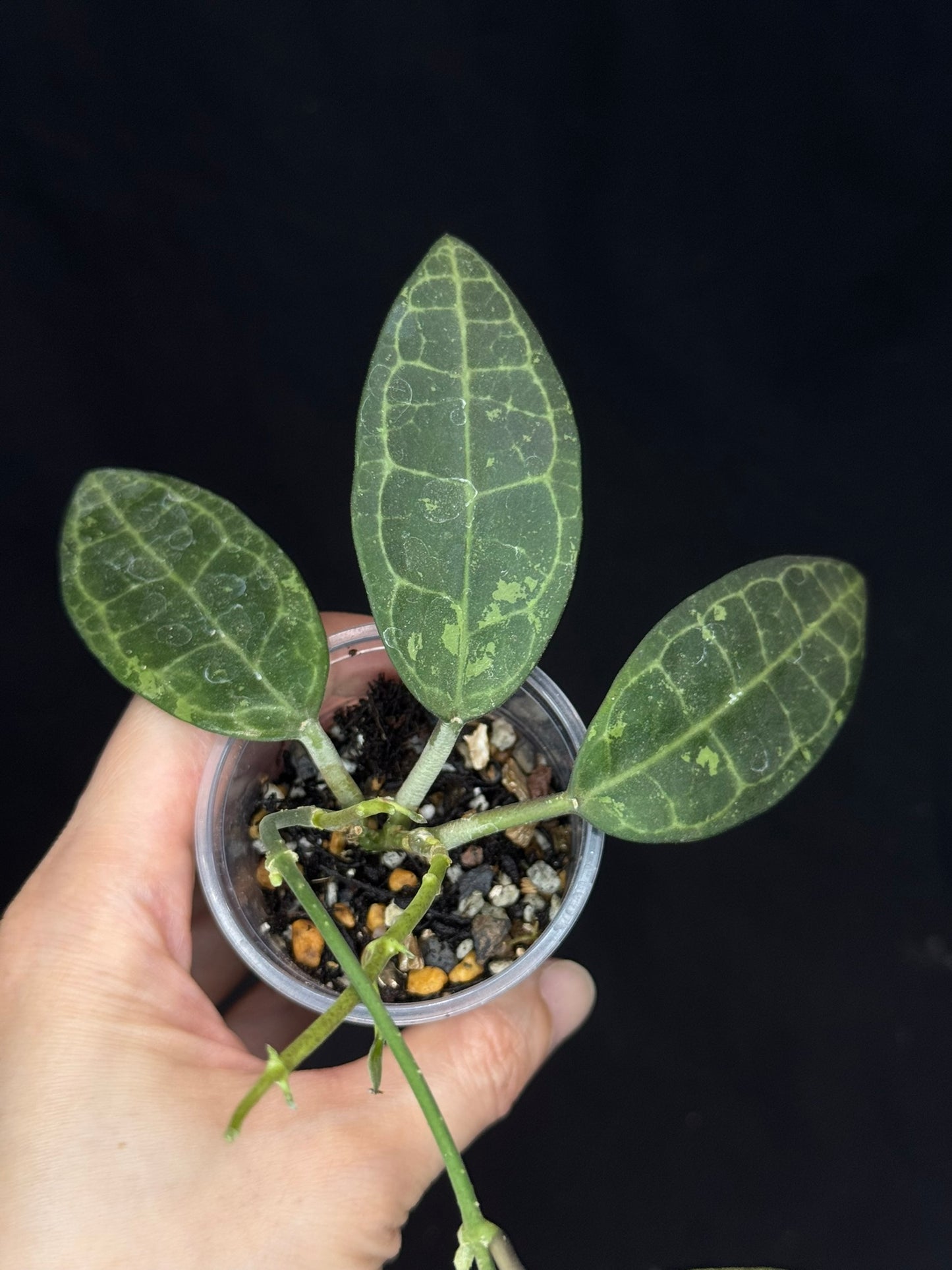 Hoya elliptica splash, splashy leaves and multiple growths
