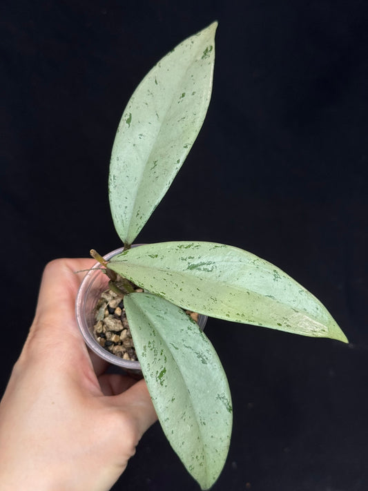 Hoya pubicalyx pink silver ghost, pure silver leaves