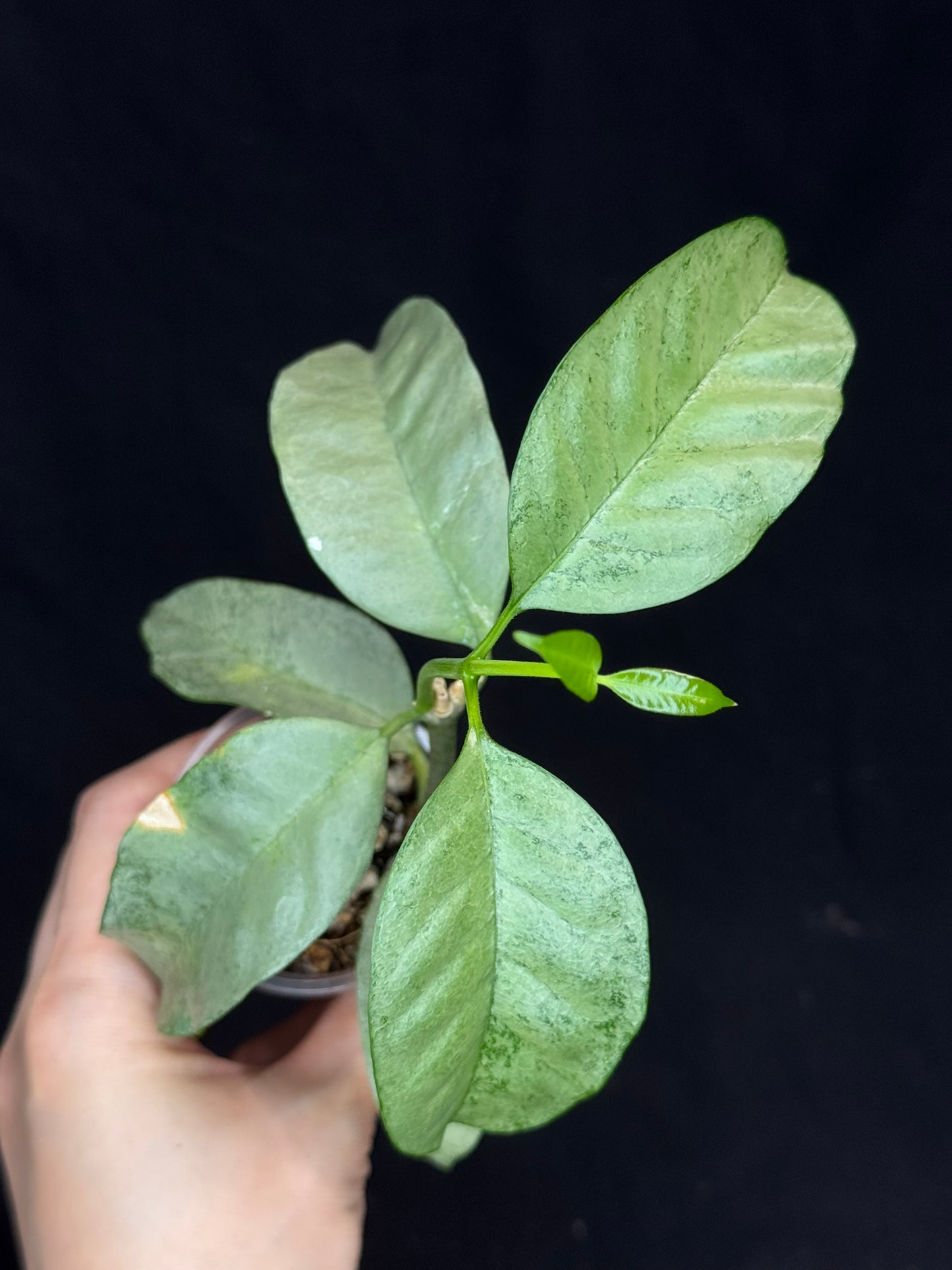 Hoya multiflora silver 'Wonder Phil', silver leaves, active growth, well-rooted