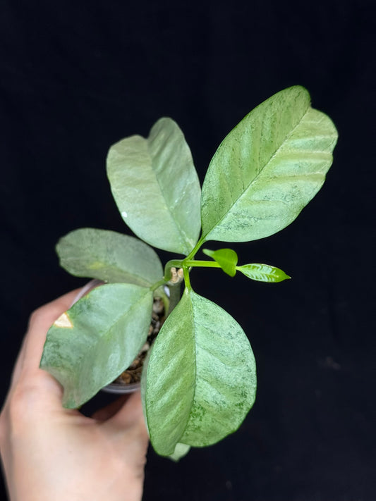 Hoya multiflora silver 'Wonder Phil', silver leaves, active growth, well-rooted