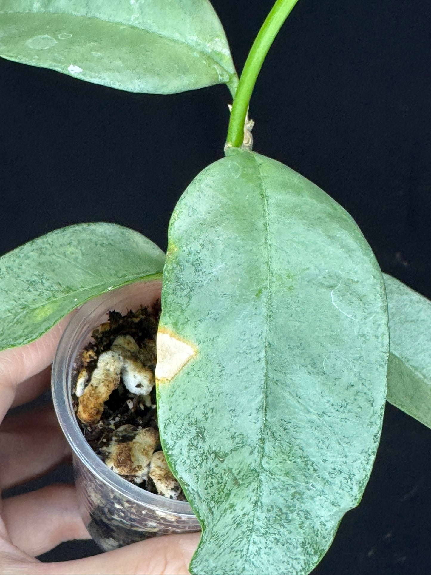 Hoya multiflora silver 'Wonder Phil', silver leaves, active growth, well-rooted