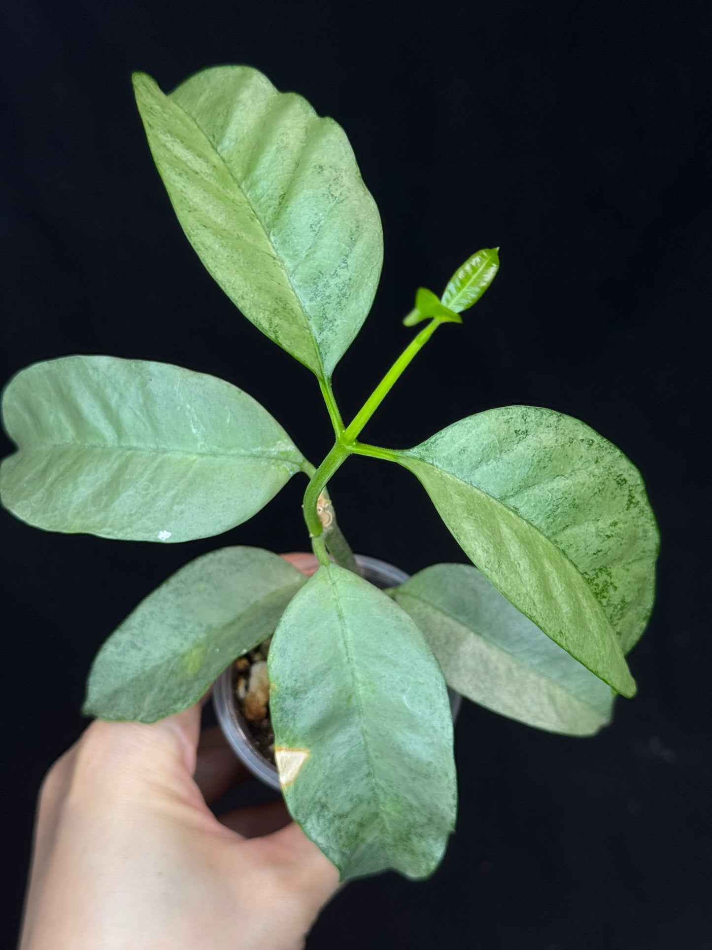 Hoya multiflora silver 'Wonder Phil', silver leaves, active growth, well-rooted