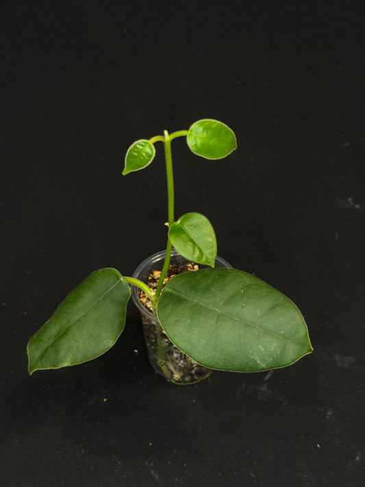 Hoya lauterbachii (Giant Wax Plant),fuzzy new leaves