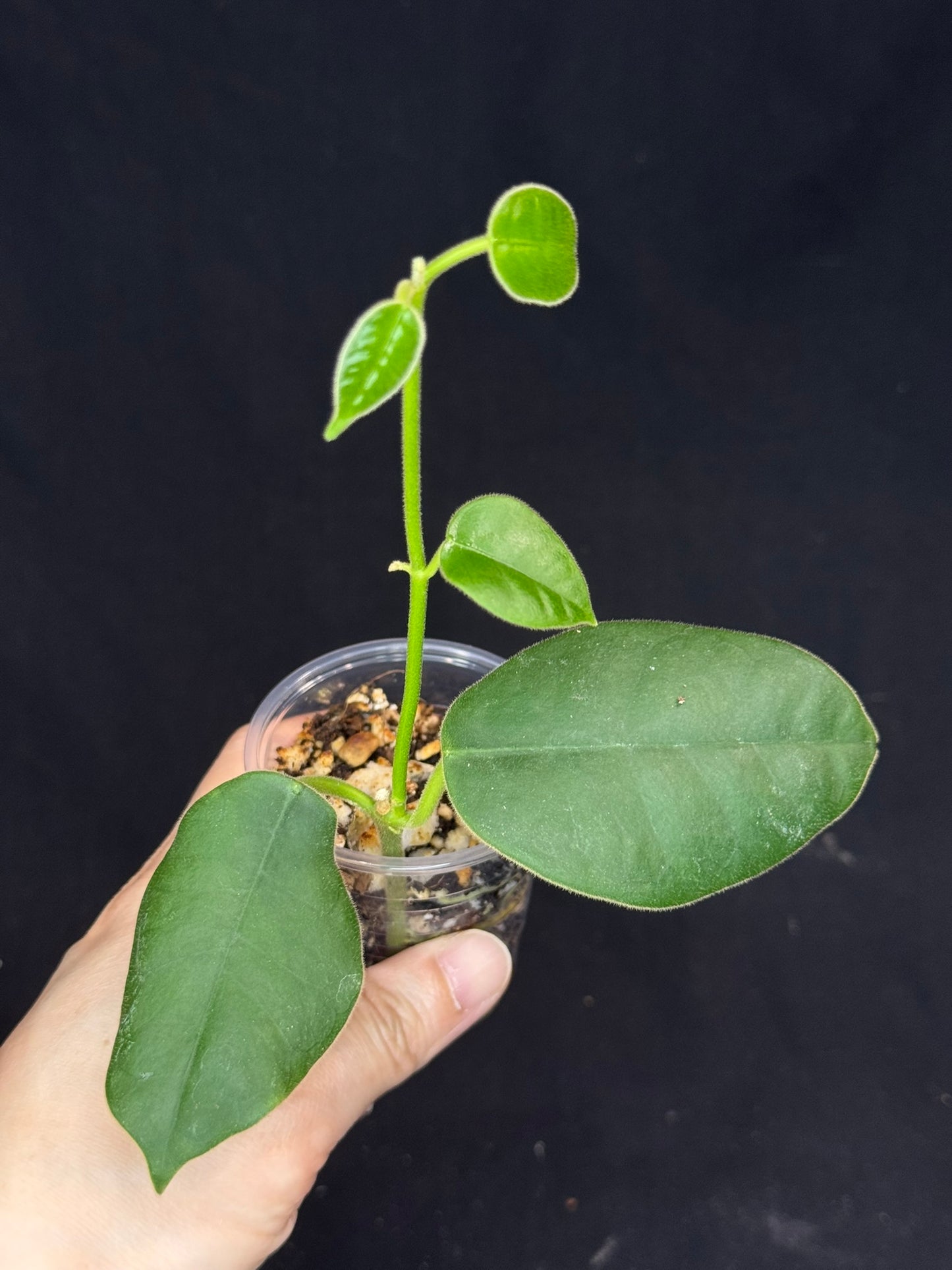 Hoya lauterbachii (Giant Wax Plant),fuzzy new leaves