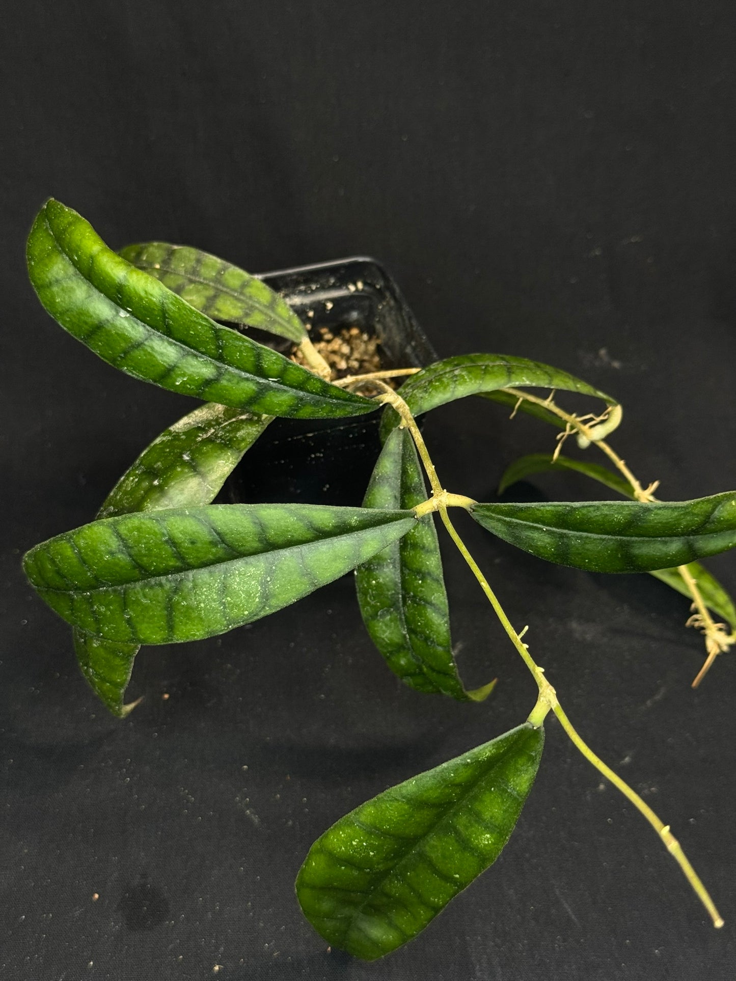 Hoya callistophylla, beautiful foliage