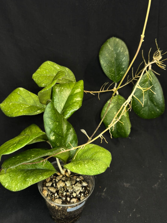 Hoya patcharawalai seedling by ice, rare, splashy big leaves, big plant #1