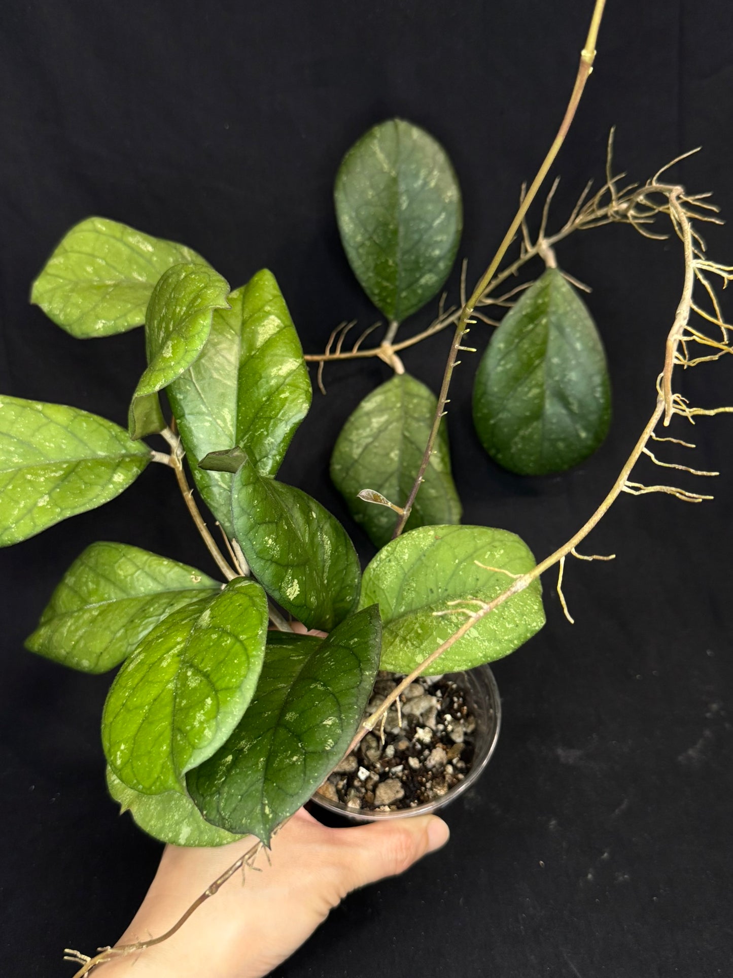 Hoya patcharawalai seedling by ice, rare, splashy big leaves, big plant #1