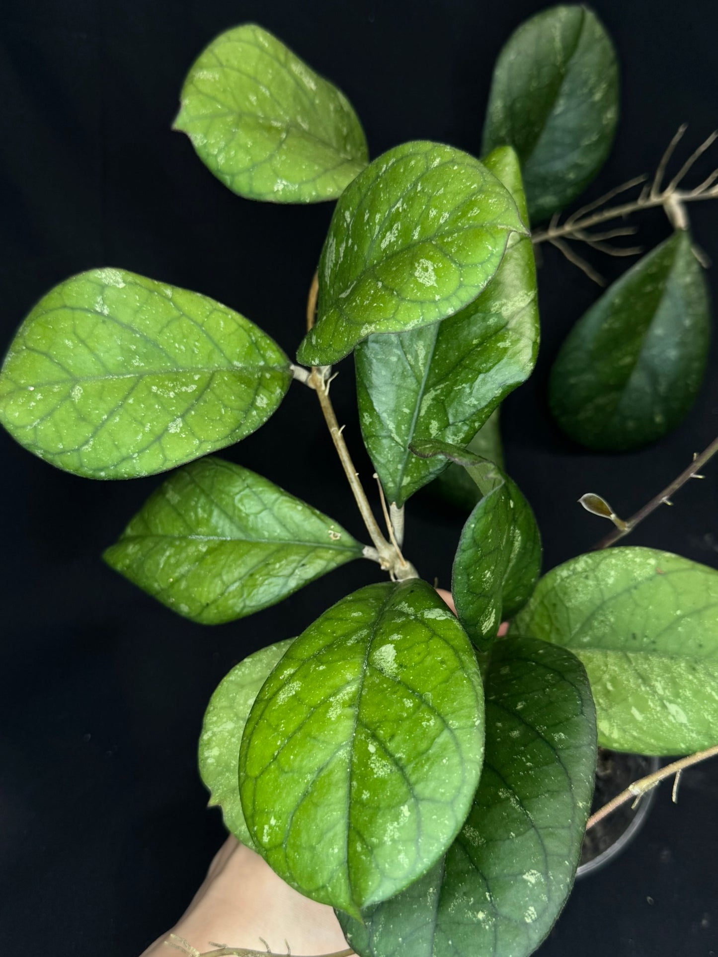 Hoya patcharawalai seedling by ice, rare, splashy big leaves, big plant #1