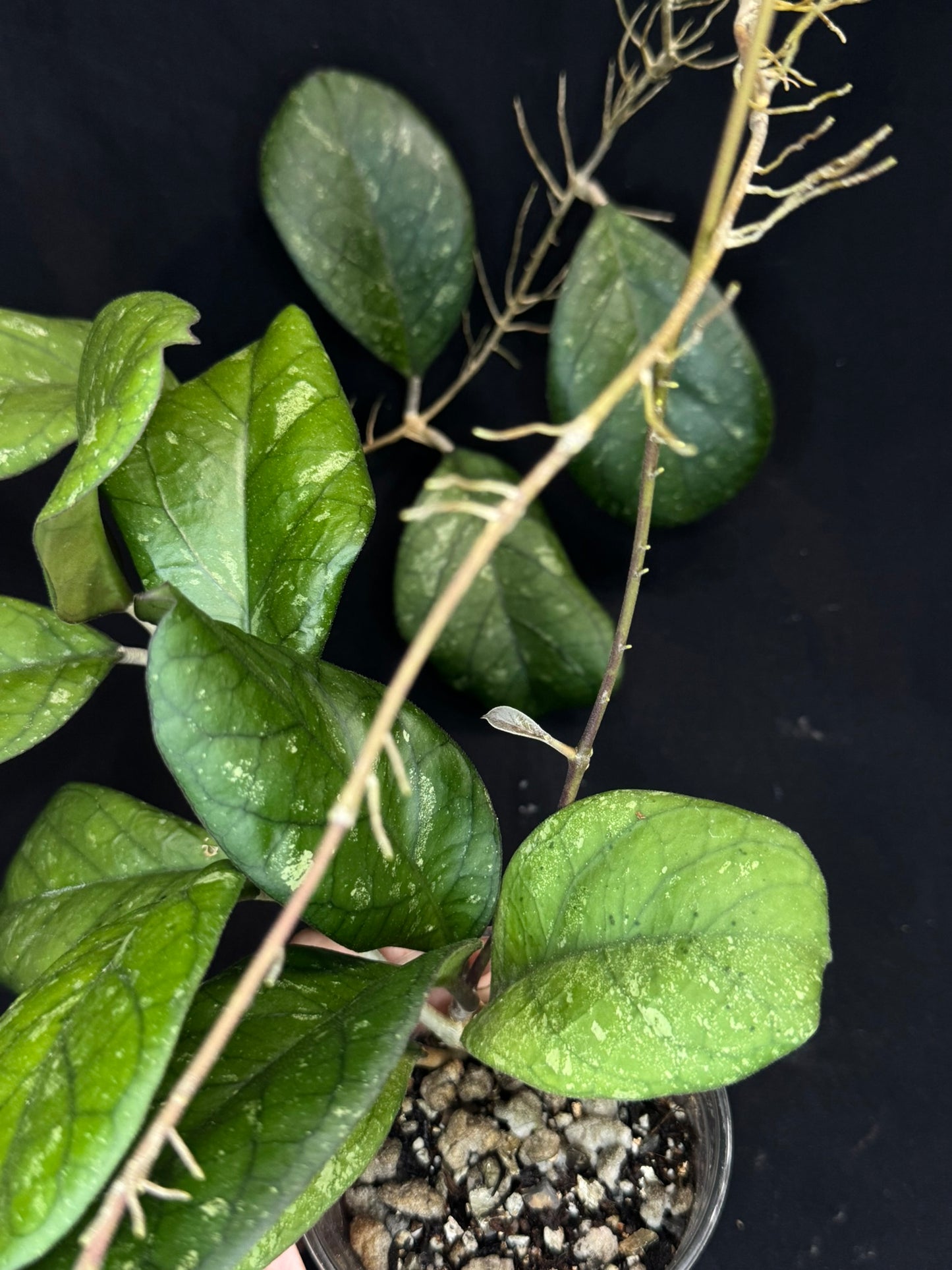 Hoya patcharawalai seedling by ice, rare, splashy big leaves, big plant #1
