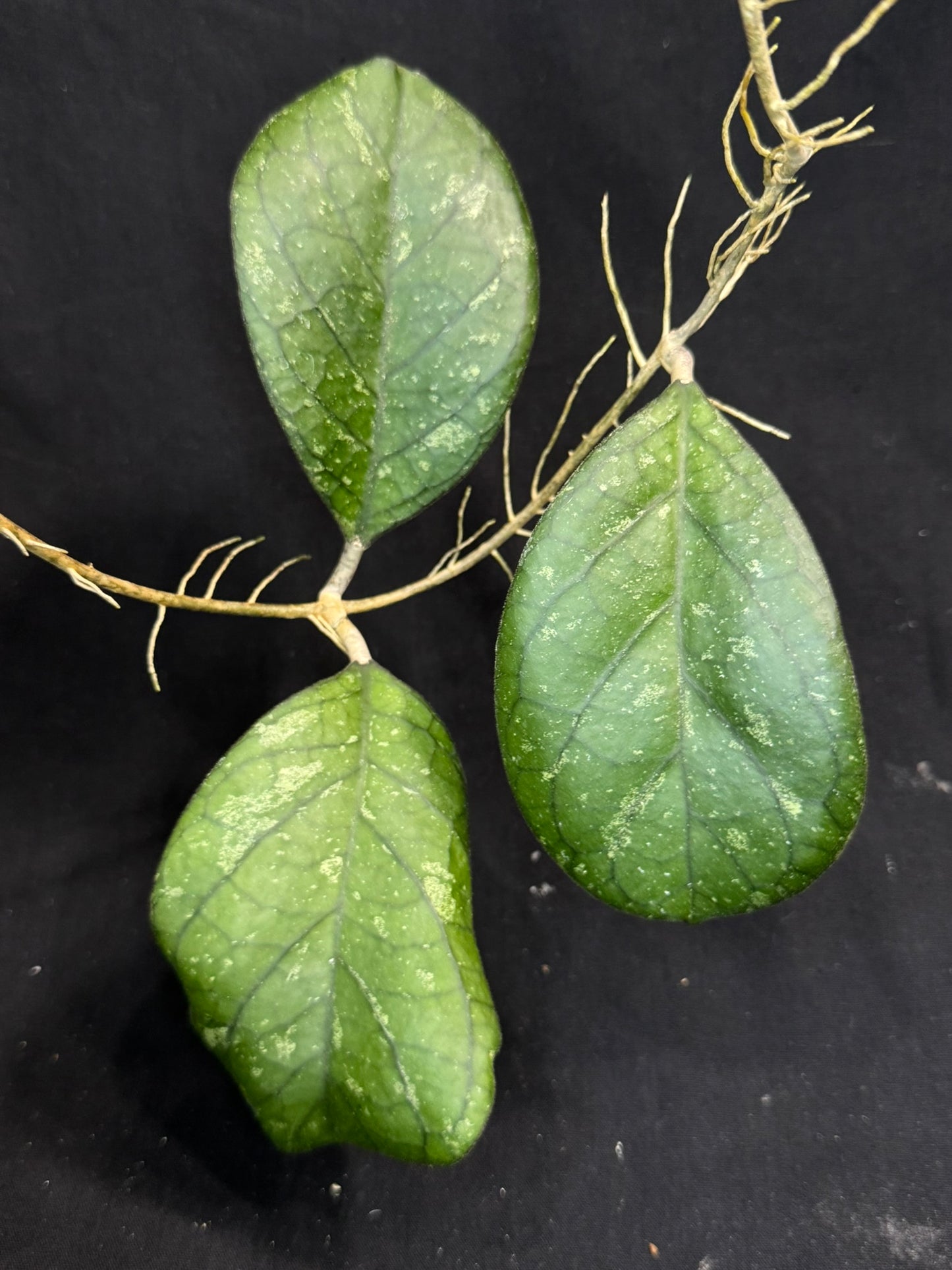Hoya patcharawalai seedling by ice, rare, splashy big leaves, big plant #1