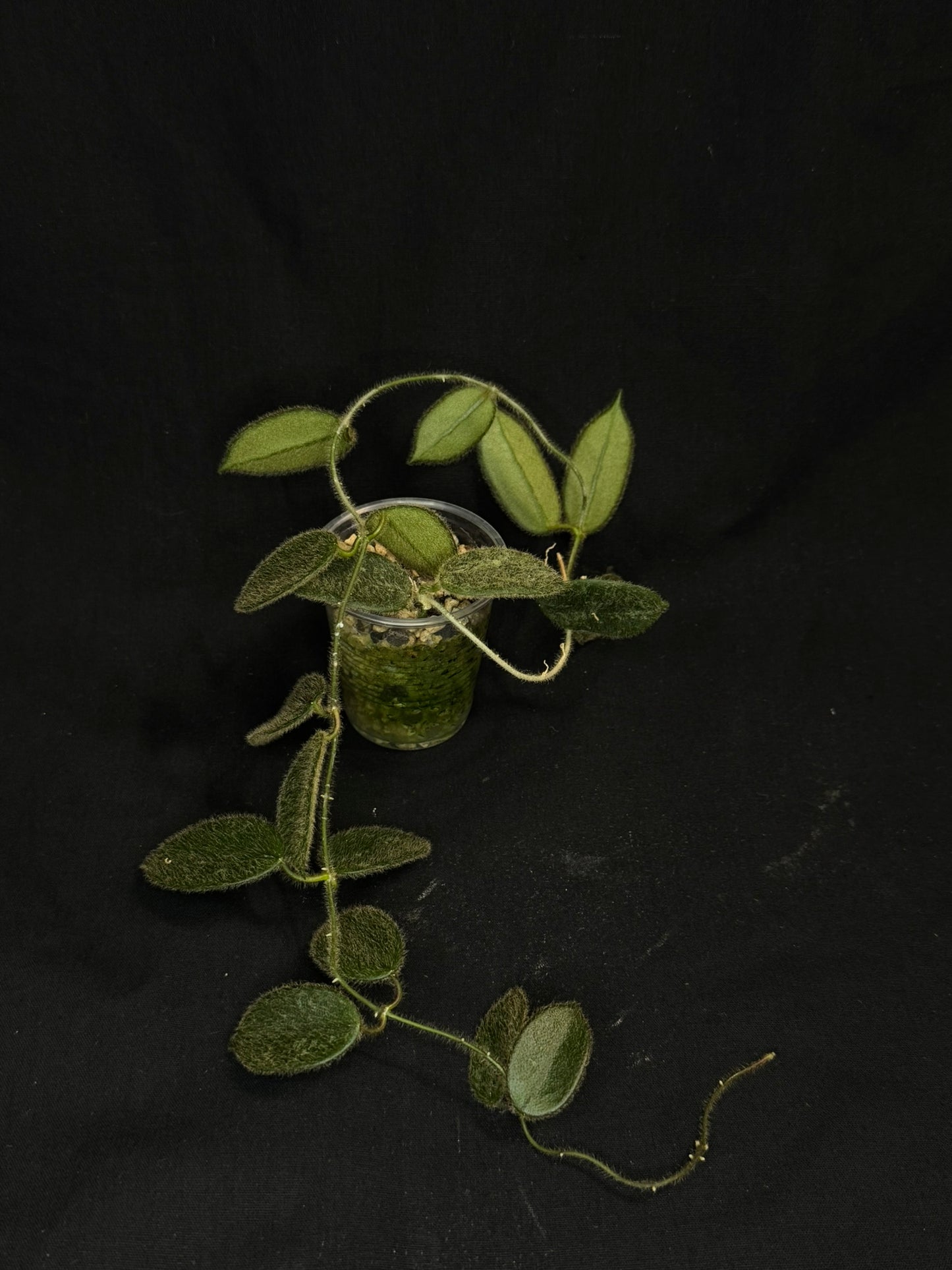 Hoya thomsonii pink, fuzzy leaves, long vine