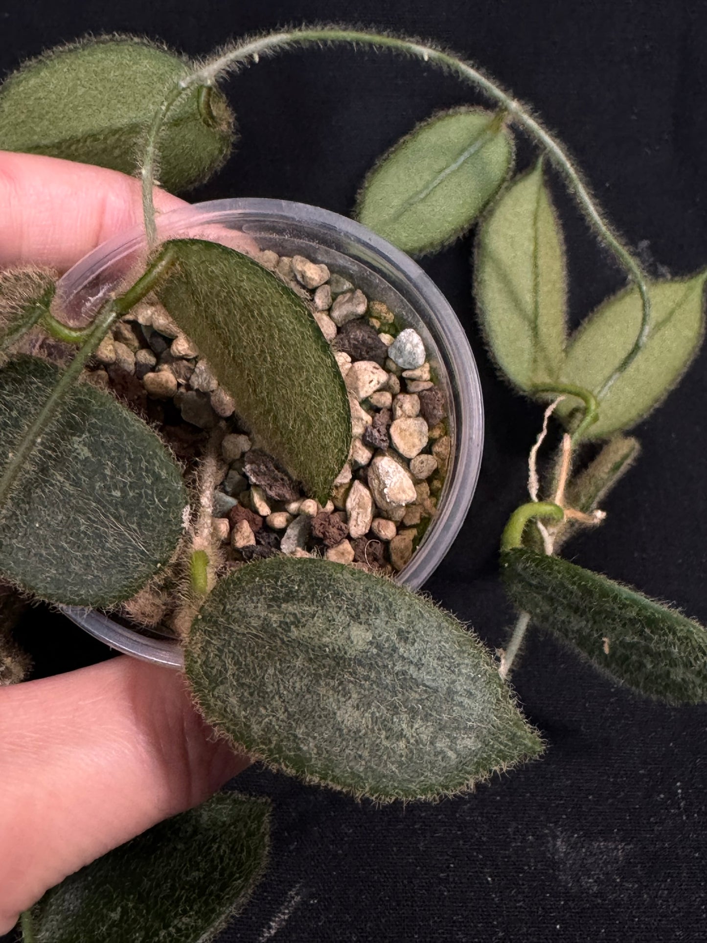 Hoya thomsonii pink, fuzzy leaves, long vine