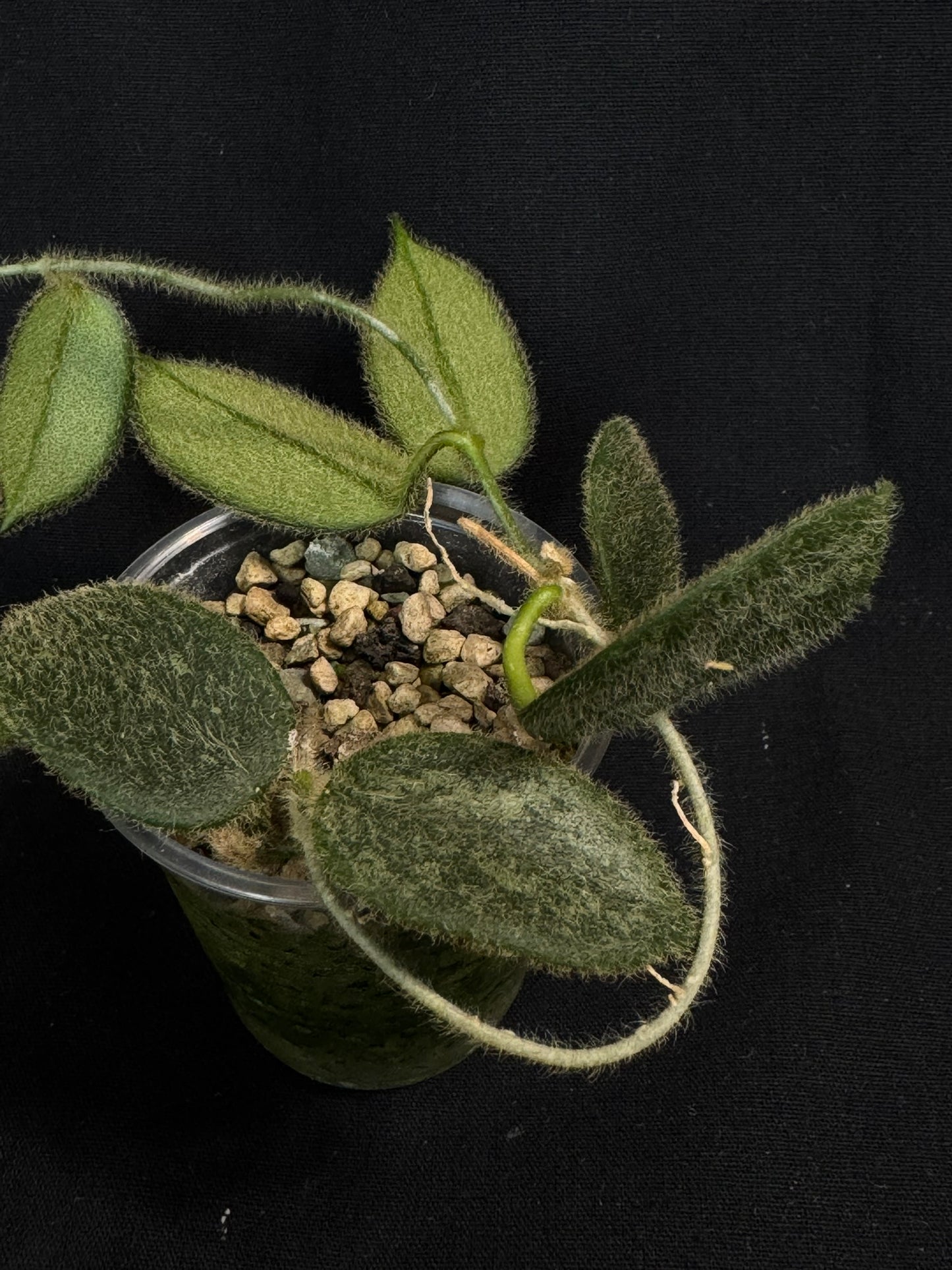 Hoya thomsonii pink, fuzzy leaves, long vine