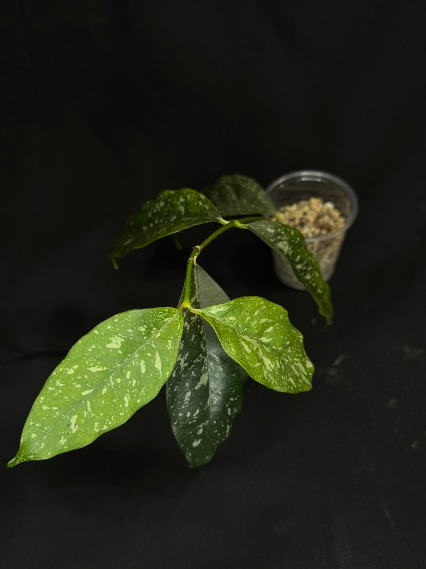 Hoya Cystiantha Splash, rare, nice splashy leaves