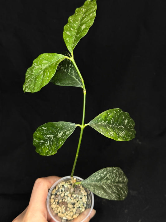 Hoya Cystiantha Splash, rare, nice splashy leaves