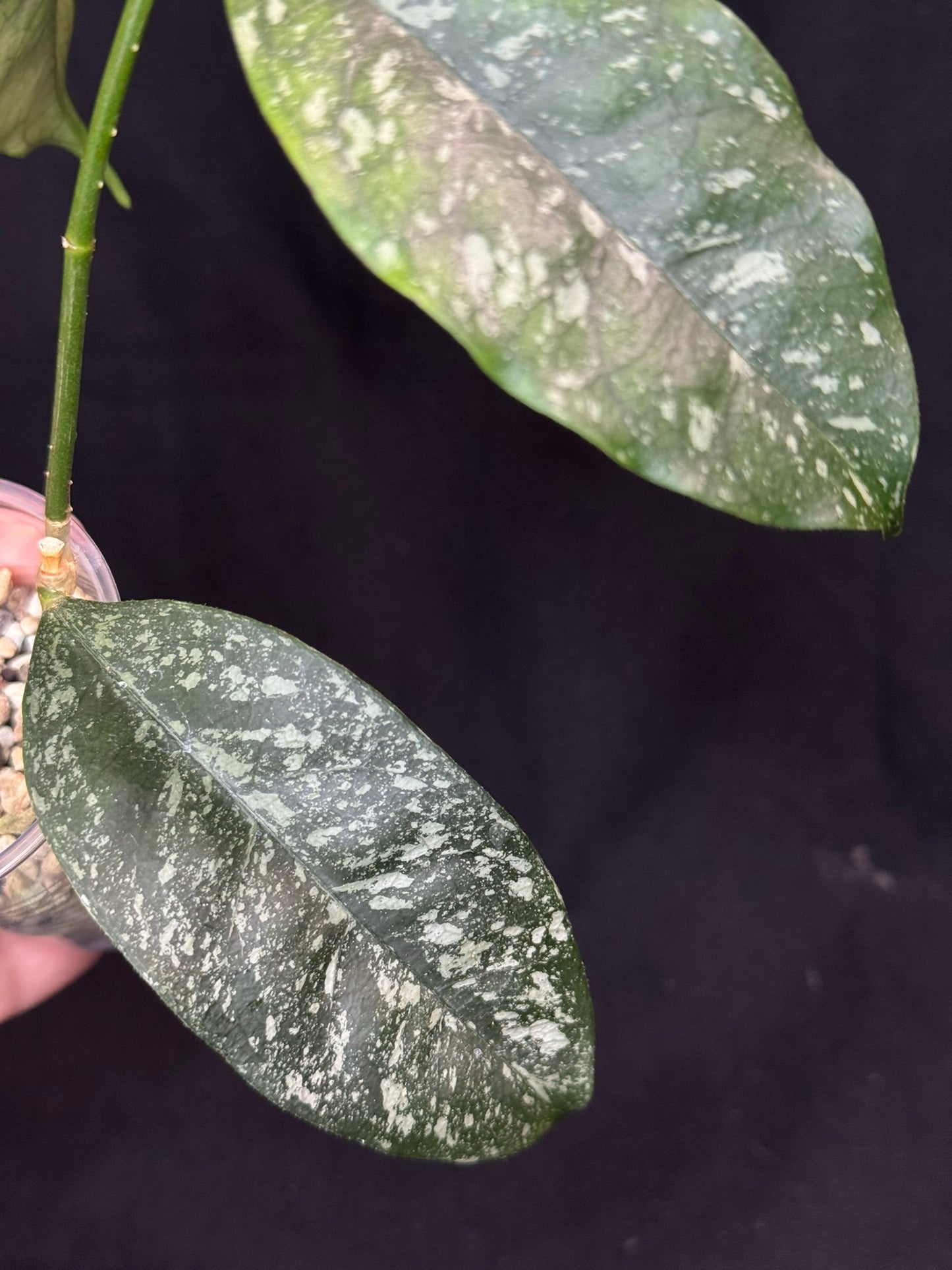 Hoya Cystiantha Splash, rare, nice splashy leaves