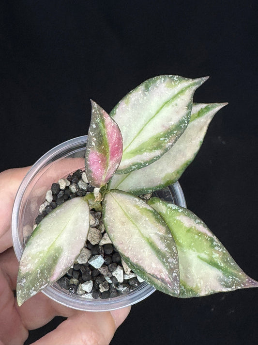 Hoya Nabawanensis variegated rooted, Beautiful Sun Stressed Hoya, splashy, rare