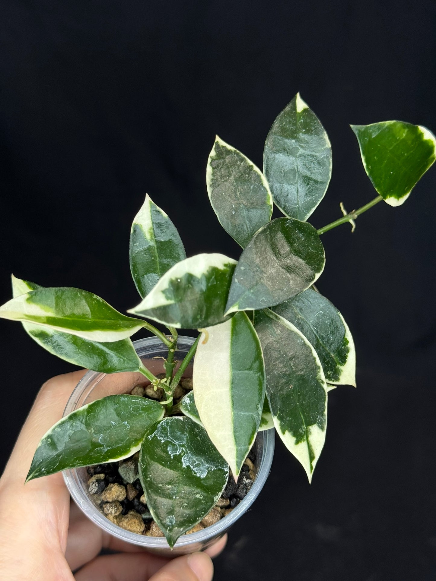 Hoya Lacunosa Asami (clone 2), rare, nice pink sun-stressed variegation