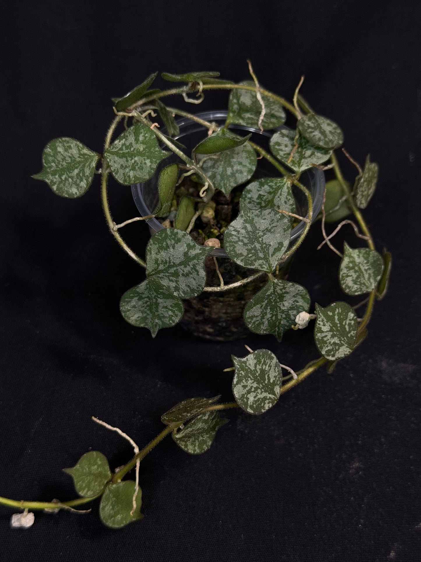 Hoya curtisii Splash, attracting splashy leaves