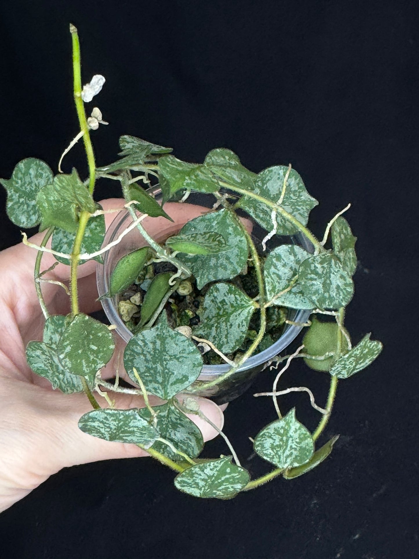 Hoya curtisii Splash, attracting splashy leaves