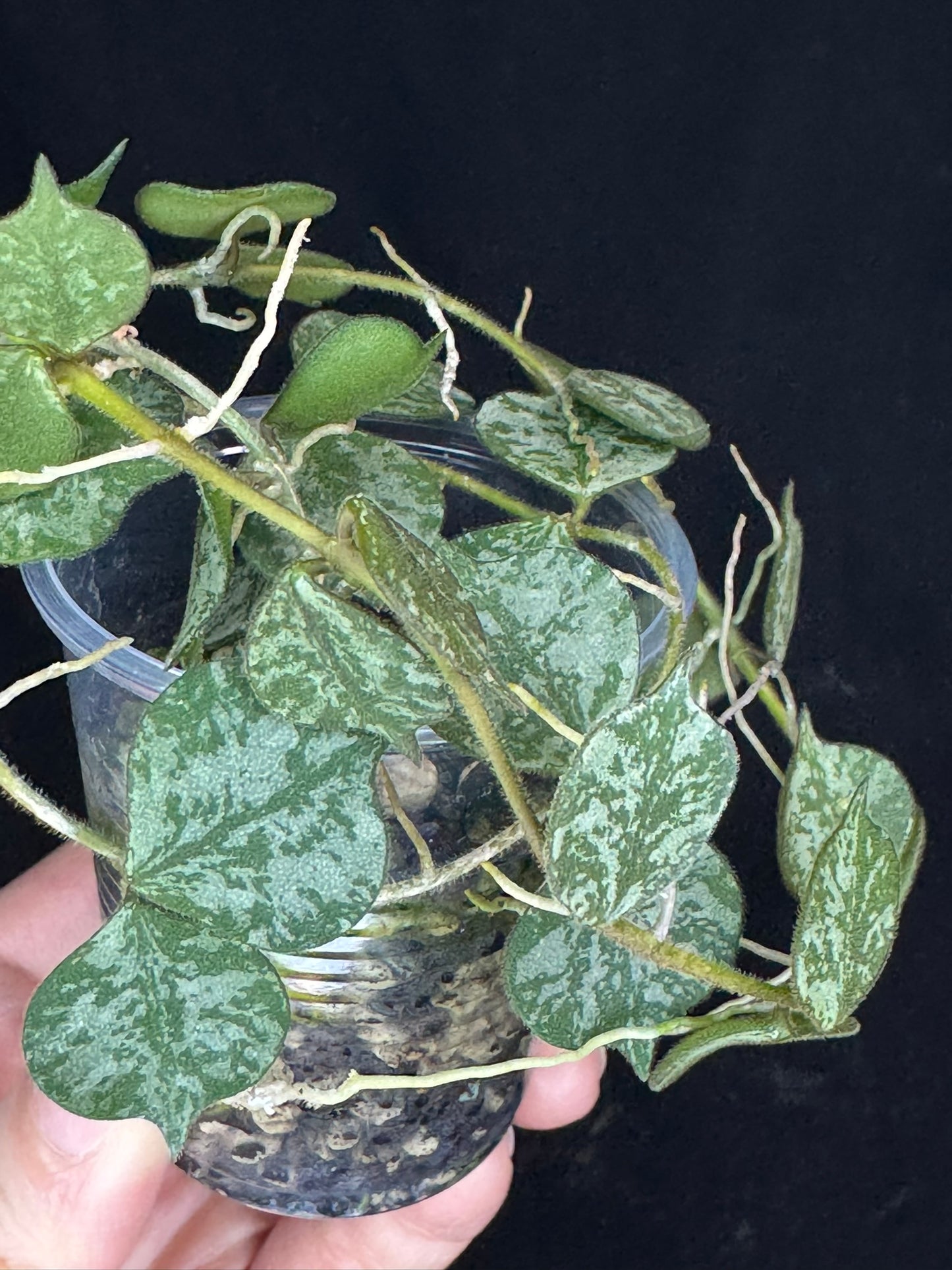 Hoya curtisii Splash, attracting splashy leaves