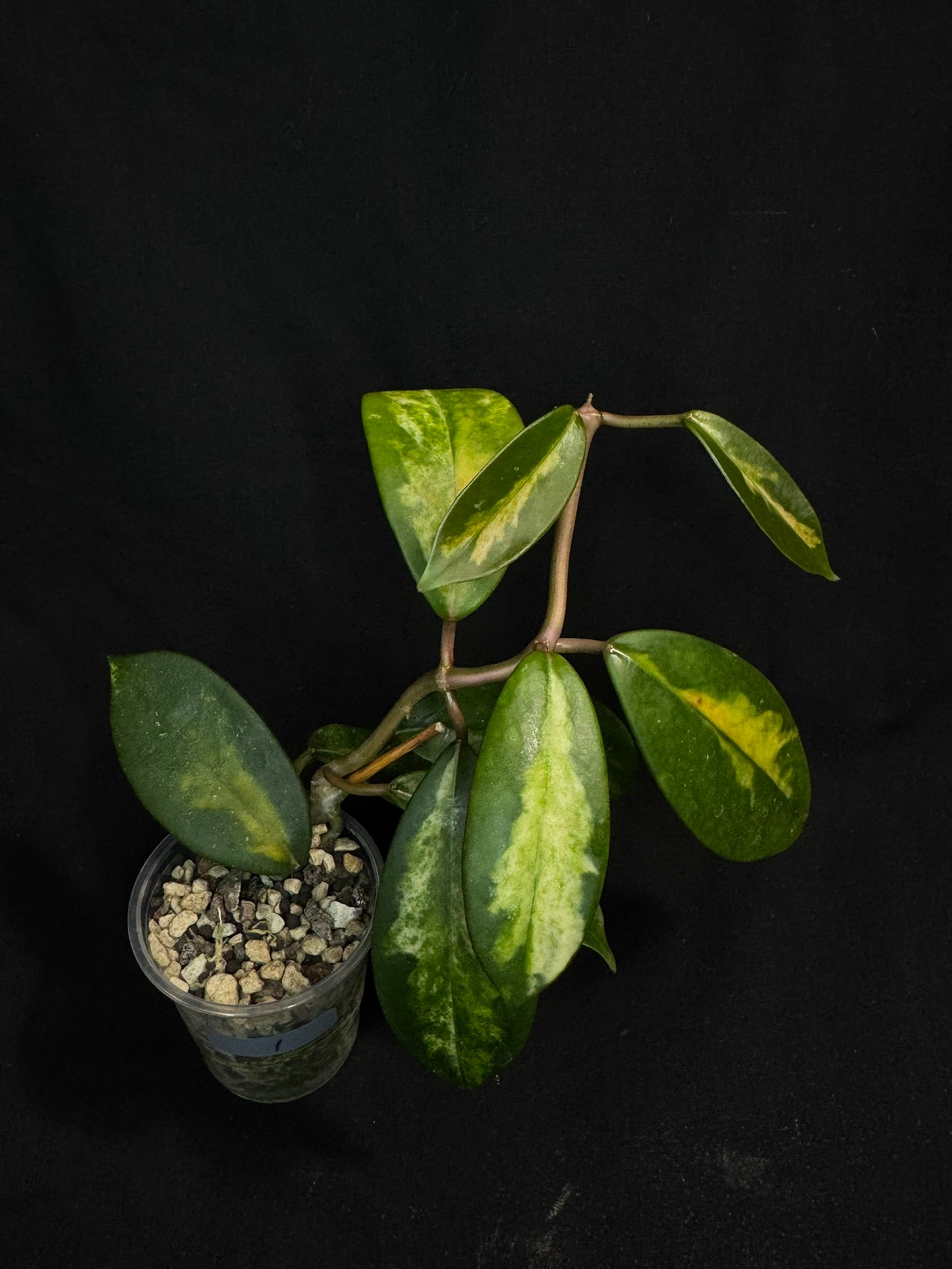 Hoya Diversifolia variegata, rare (#1)