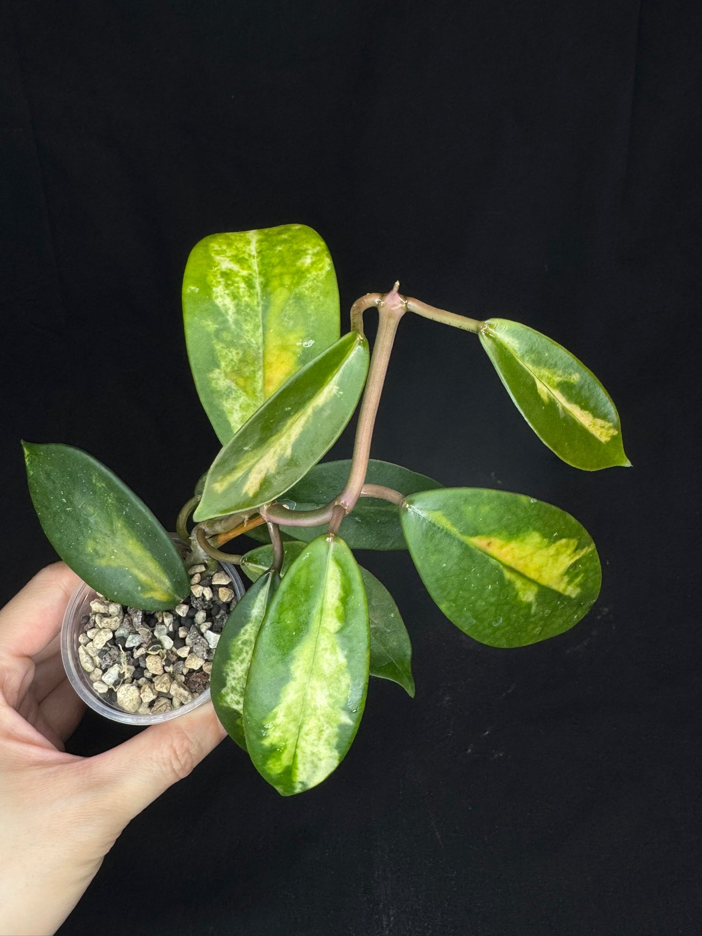 Hoya Diversifolia variegata, rare (#1)