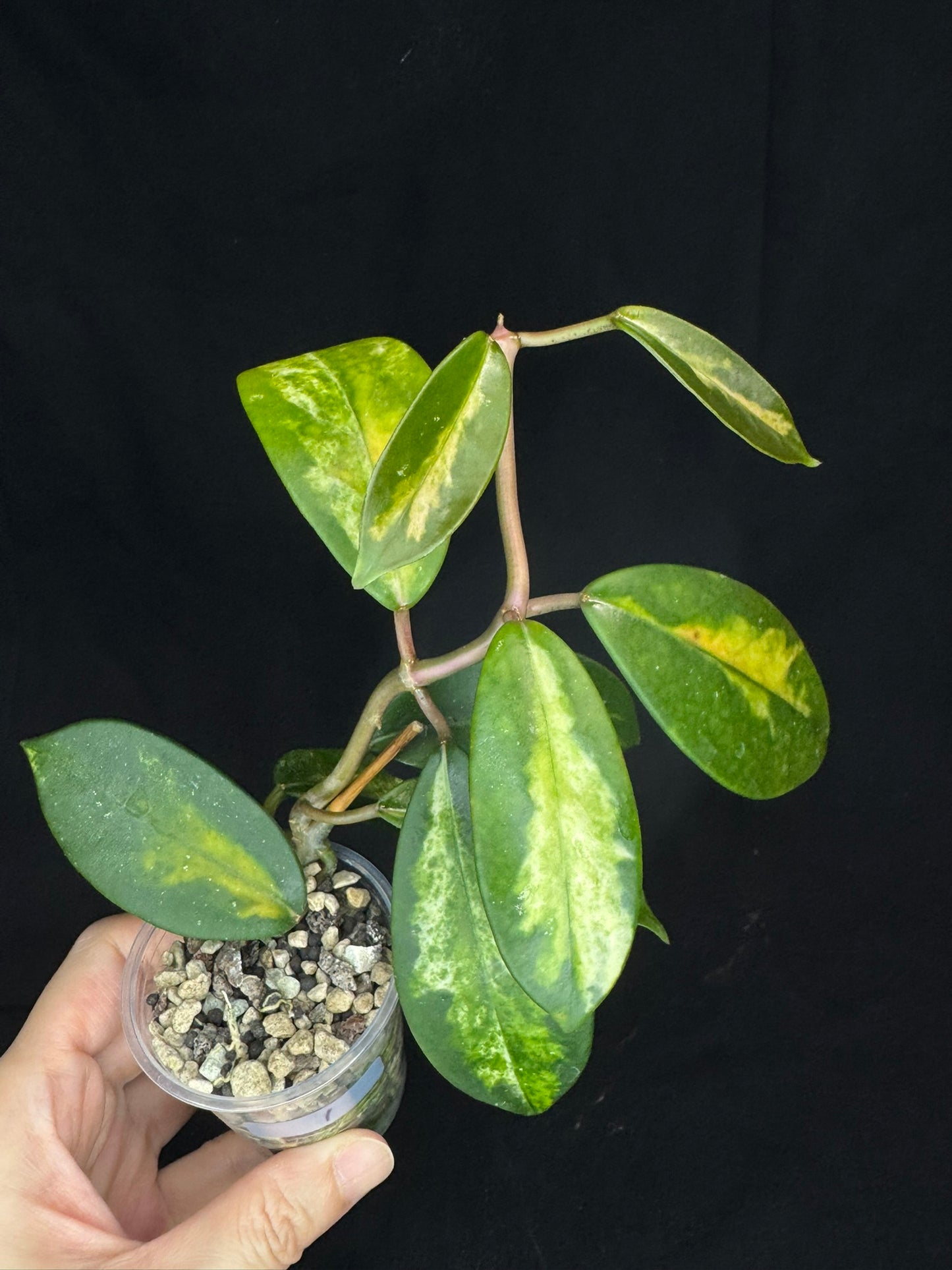 Hoya Diversifolia variegata, rare (#1)