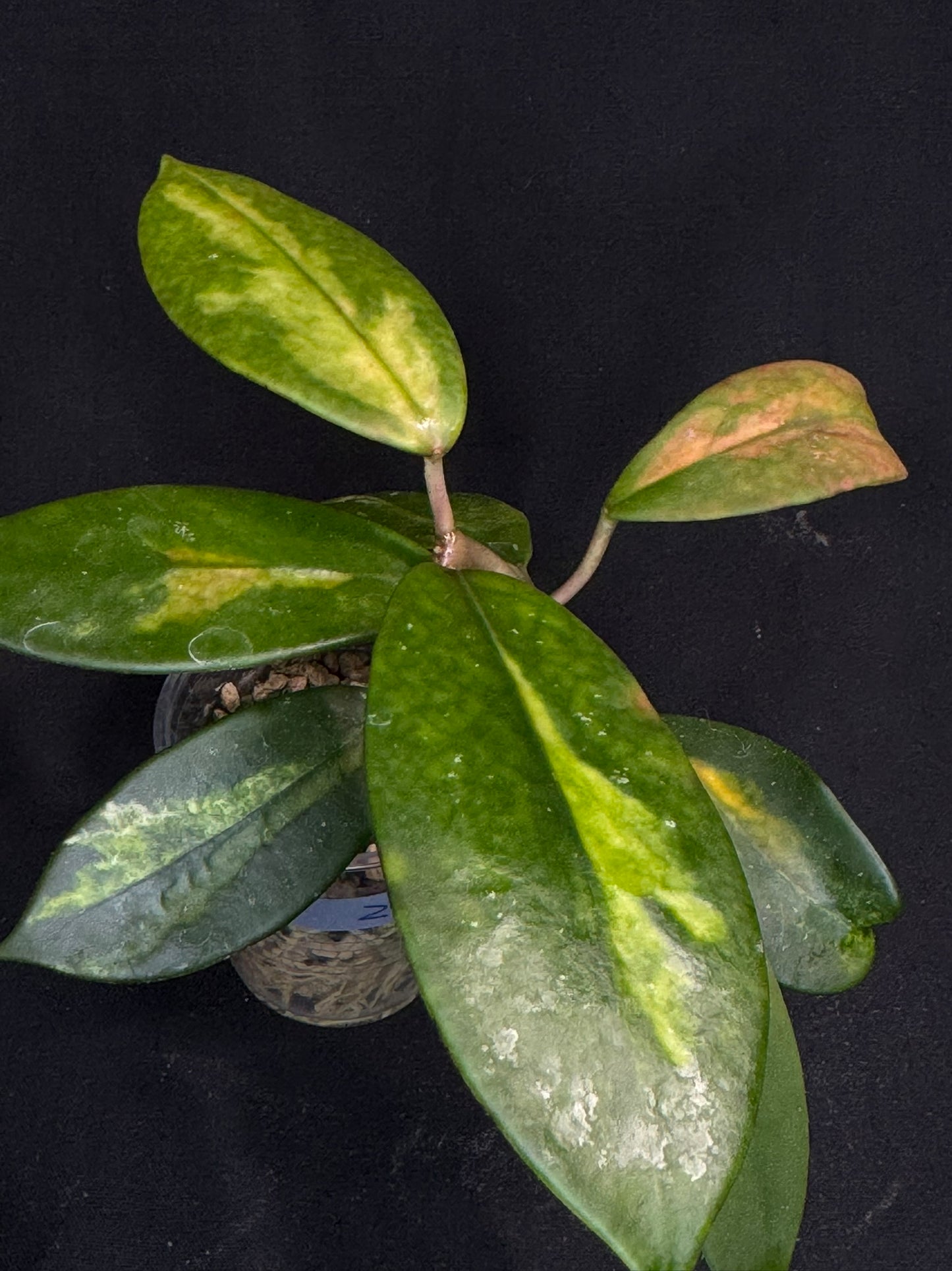 Hoya Diversifolia variegata, rare (#2)