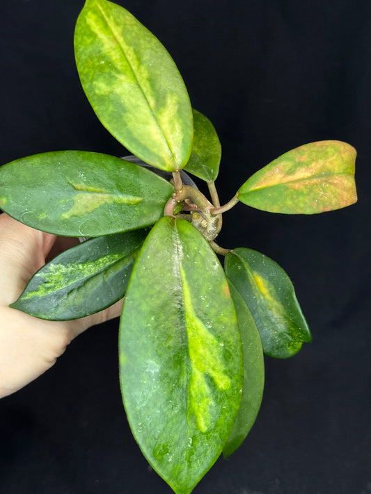 Hoya Diversifolia variegata, rare (#2)