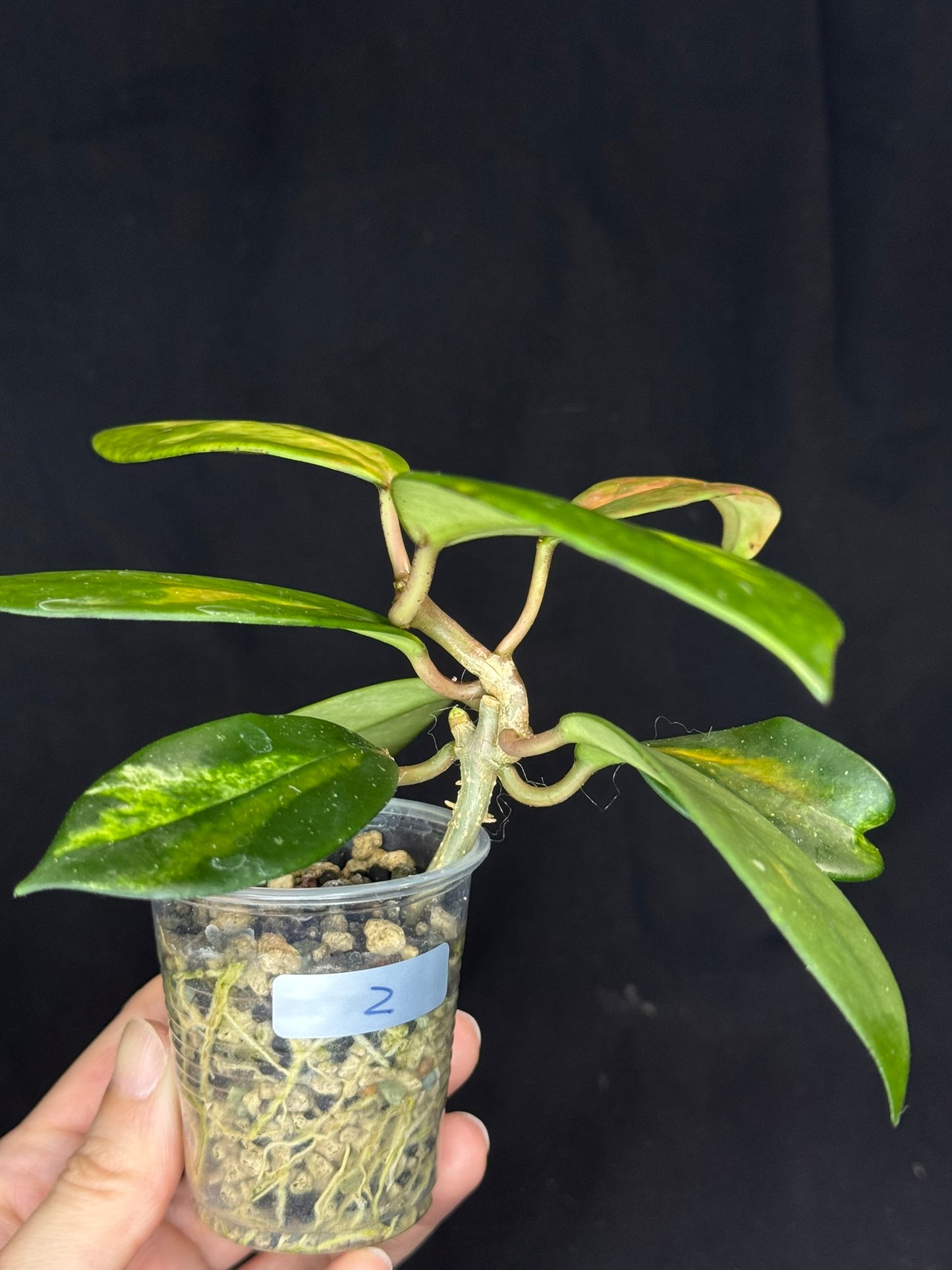 Hoya Diversifolia variegata, rare (#2)